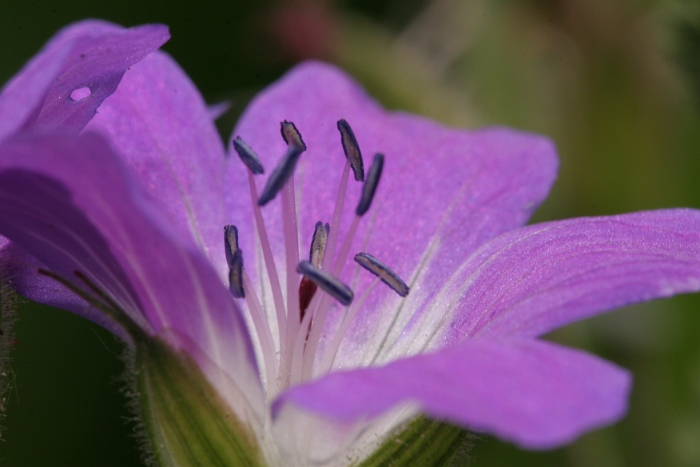 Macro fleurs chalet - 041